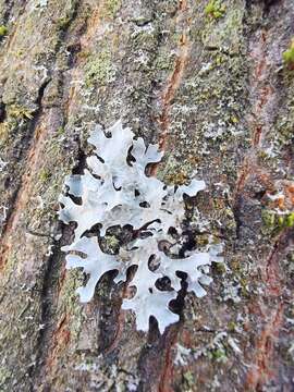 Image of Hammered shield lichen