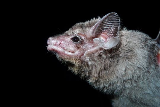 Image of African Taphozous
