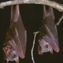 Image of Hypsignathus monstrosus H. Allen 1861