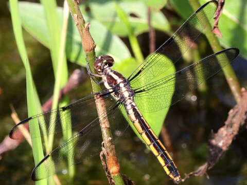 Libellula incesta Hagen 1861 resmi