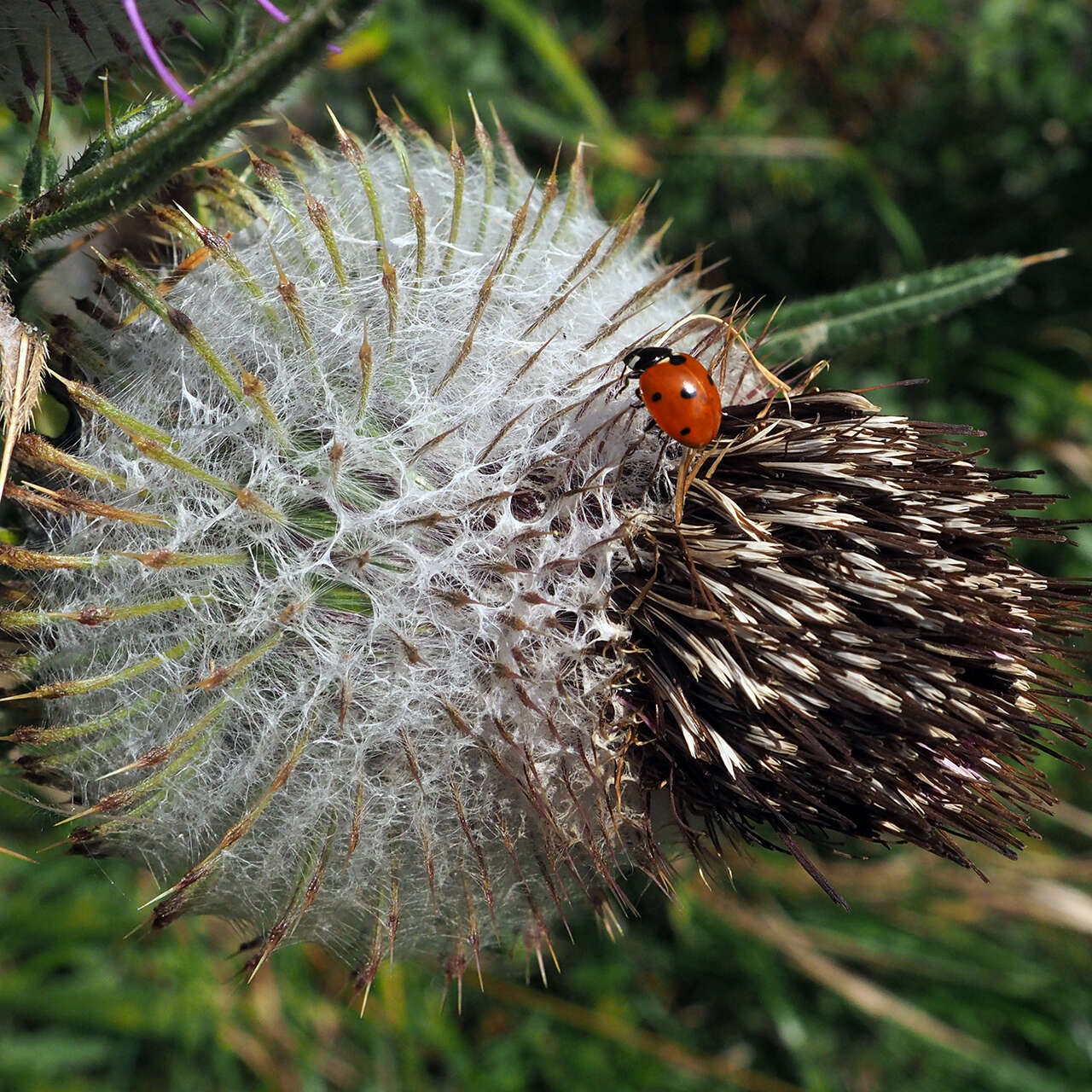 Image of woolly thistle