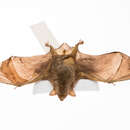 Image of New Zealand Greater Short-tailed Bat