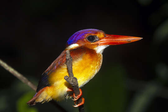 Image of Black-backed Kingfisher