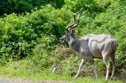 Image of Greater Kudu