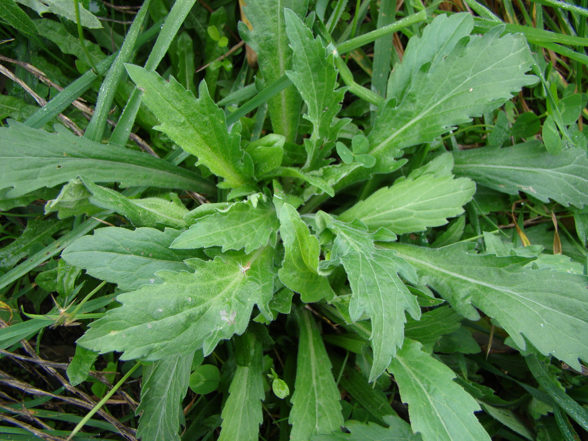 Image of <i>Erigeron sumatrensis</i>