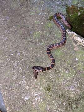 Image of Red-banded Snake