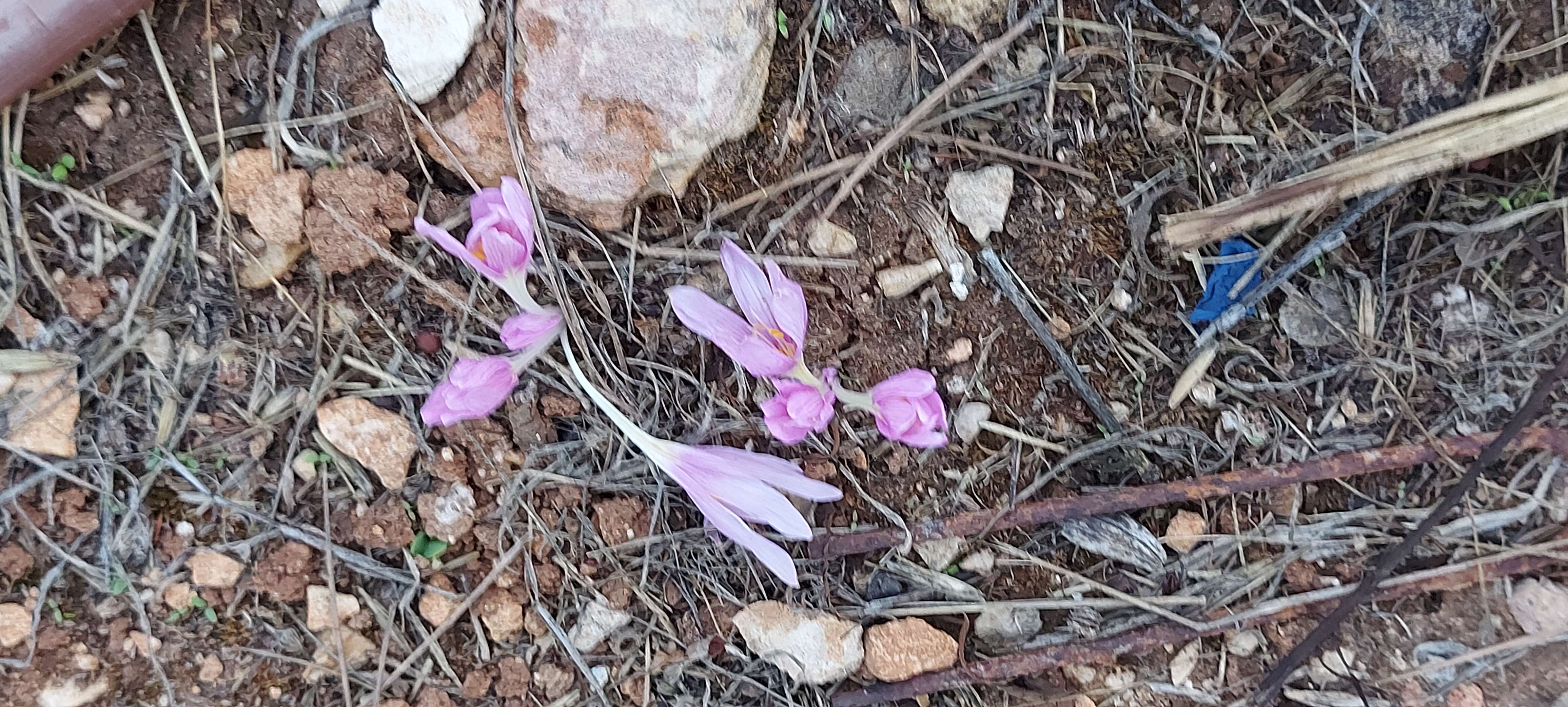 Image of colchicum