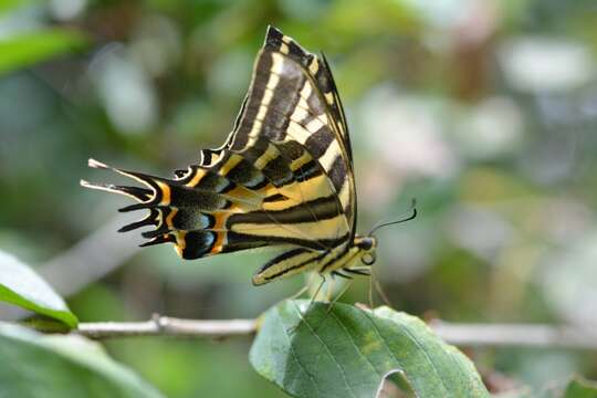 Sivun Papilio pilumnus Boisduval 1836 kuva