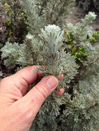 Image of <i>Artemisia pycnocephala</i>