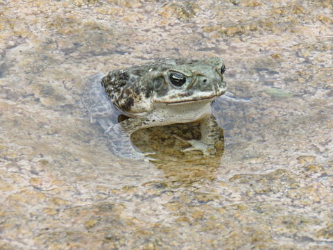 Image of Cane Toad