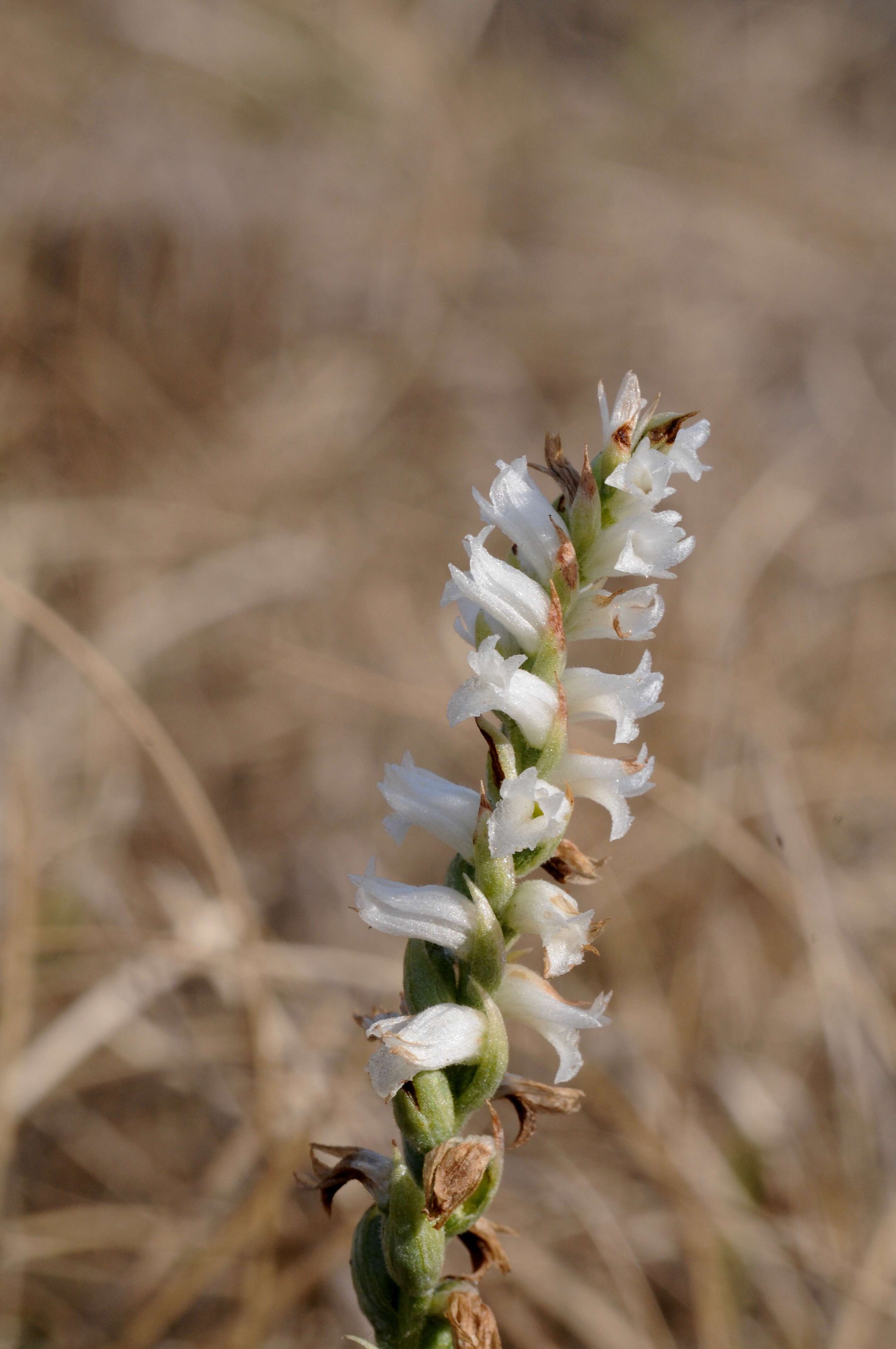 Image of Nodding lady's tresses