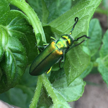 18.https www inaturalist org photos 1897513.580x360
