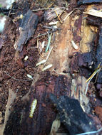 Image of Pacific coast dampwood termite