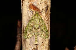 Image of kāmahi green spindle