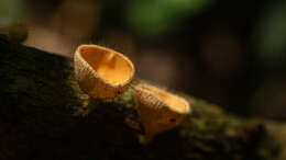 صورة Cookeina tricholoma (Mont.) Kuntze 1891