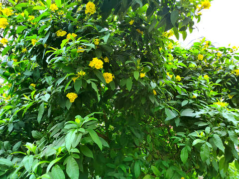 Image of Yellow bells