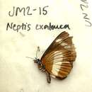 Imagem de Neptis exaleuca Karsch 1894