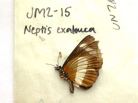 صورة Neptis exaleuca Karsch 1894