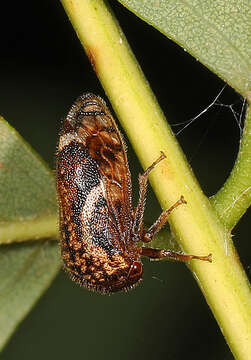 Image of Black Locust Treehopper