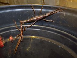 Image of Southern Two-striped Walkingstick