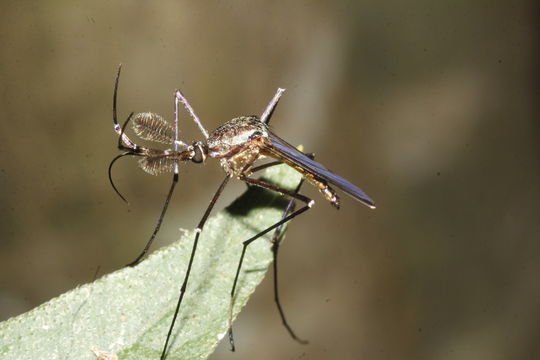 18.https www inaturalist org photos 1901014.580x360