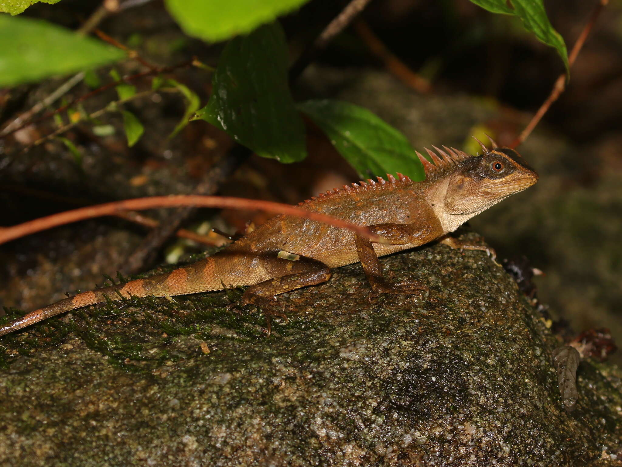 Sivun Acanthosaura aurantiacrista kuva