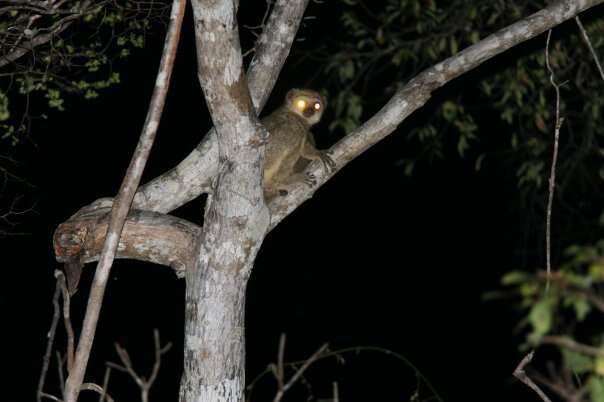 Image of Lorenz Von Liburnau’s Woolly Lemur