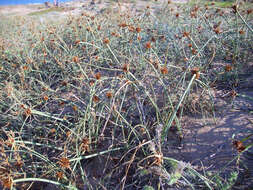 Image de Cyperus capitatus Vand.