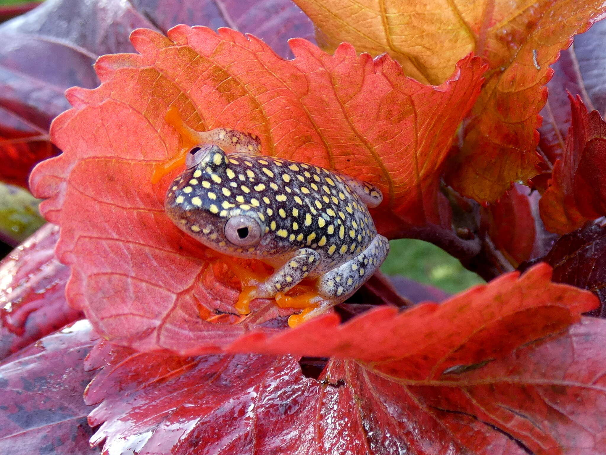 Sivun Heterixalus alboguttatus (Boulenger 1882) kuva