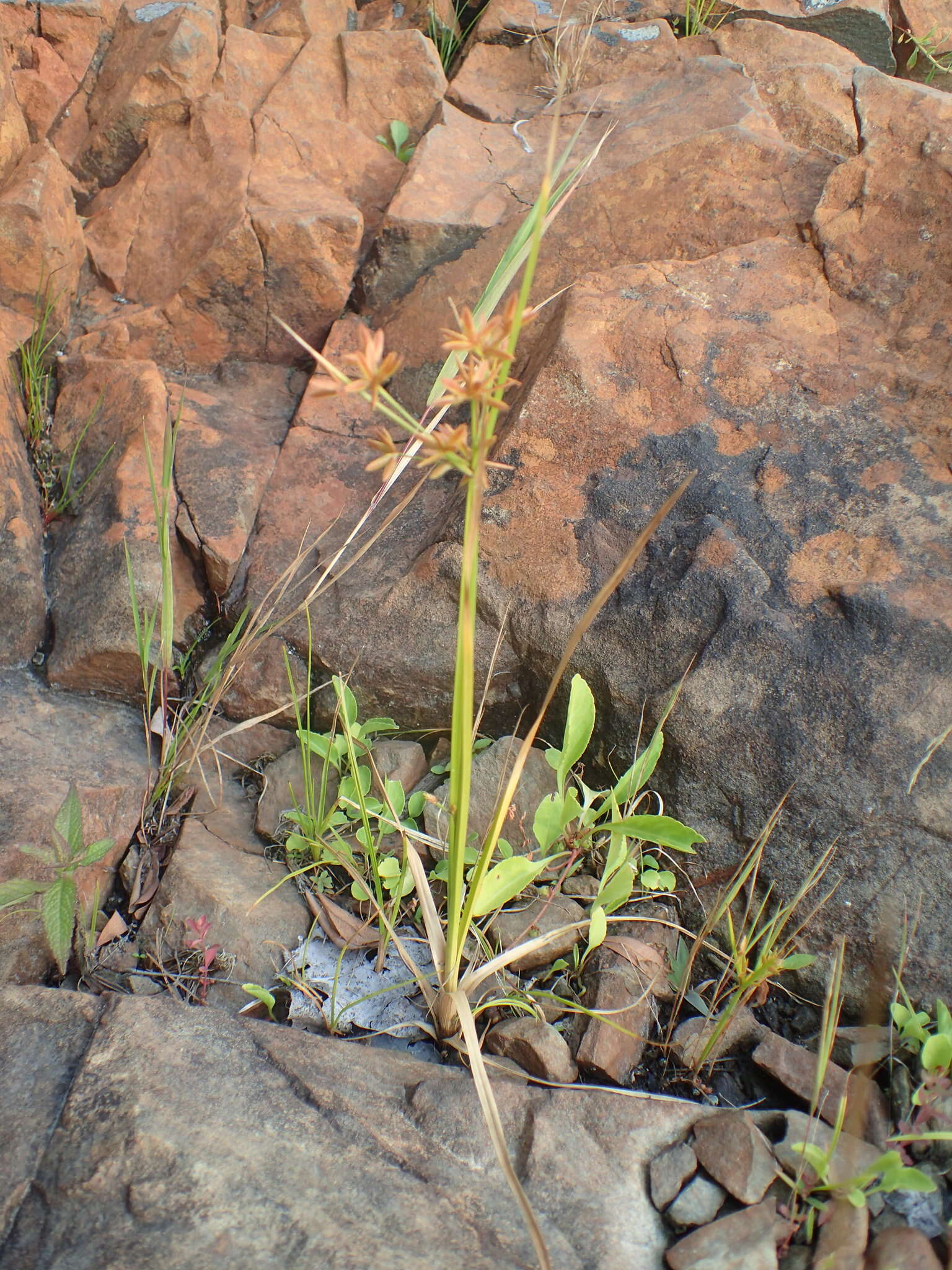 Imagem de Cyperus dentatus Torr.