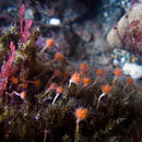 Image of Ectopleura marina (Torrey 1902)