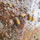 Image of <i>Brachidontes granulata</i>