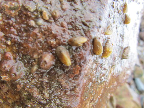 Image of <i>Brachidontes granulata</i>