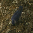 Image of Velvet-fronted Nuthatch