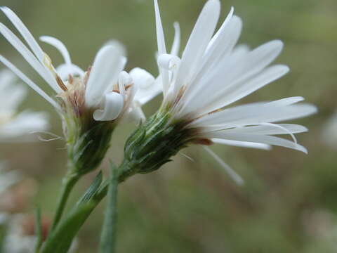 Plancia ëd Symphyotrichum boreale (Torr. & A. Gray) A. Löve & D. Löve