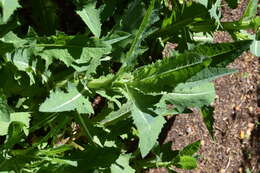 Imagem de Sonchus kirkii B. G. Hamlin