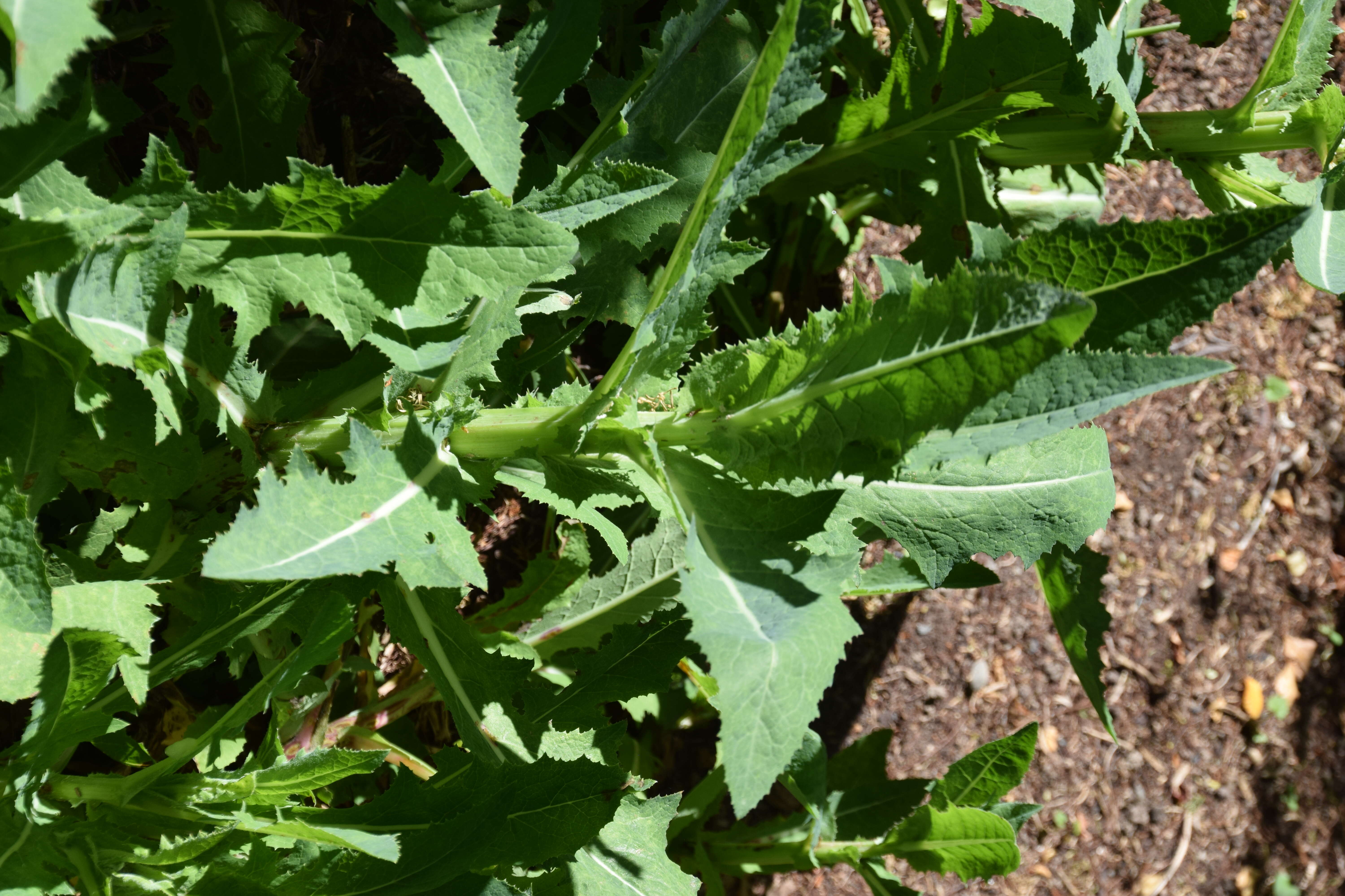 Imagem de Sonchus kirkii B. G. Hamlin