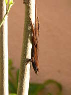 Image de Anolis scriptus Garman 1887