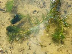 Image of Soft Hornwort