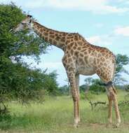 Image of Giraffe