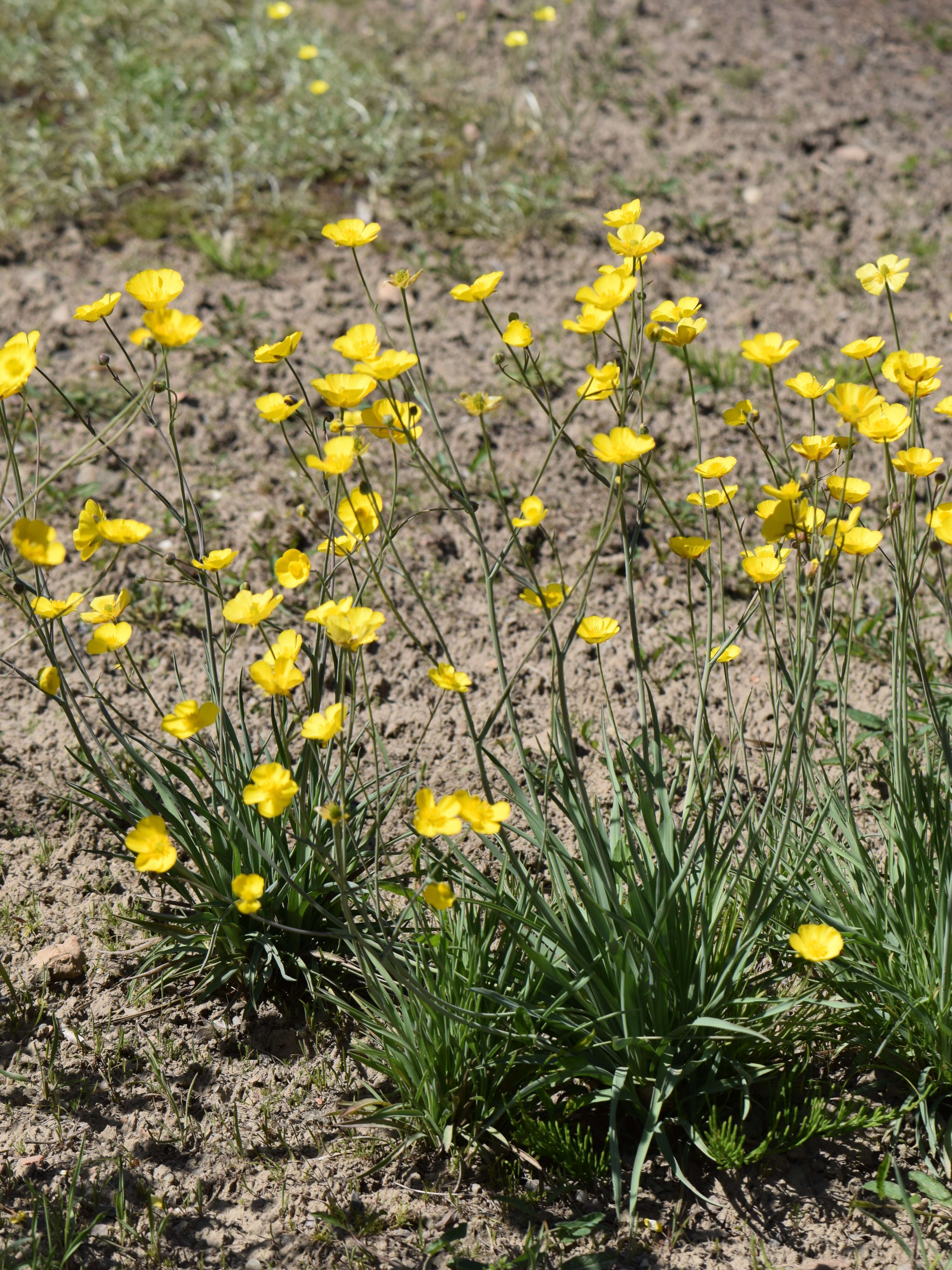 Image of Ranunculus gramineus L.