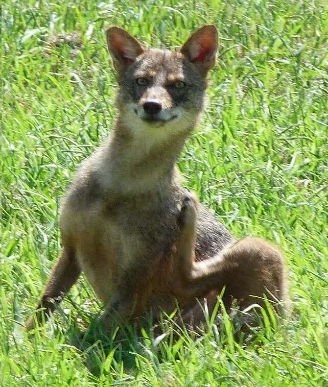 Image of golden jackal