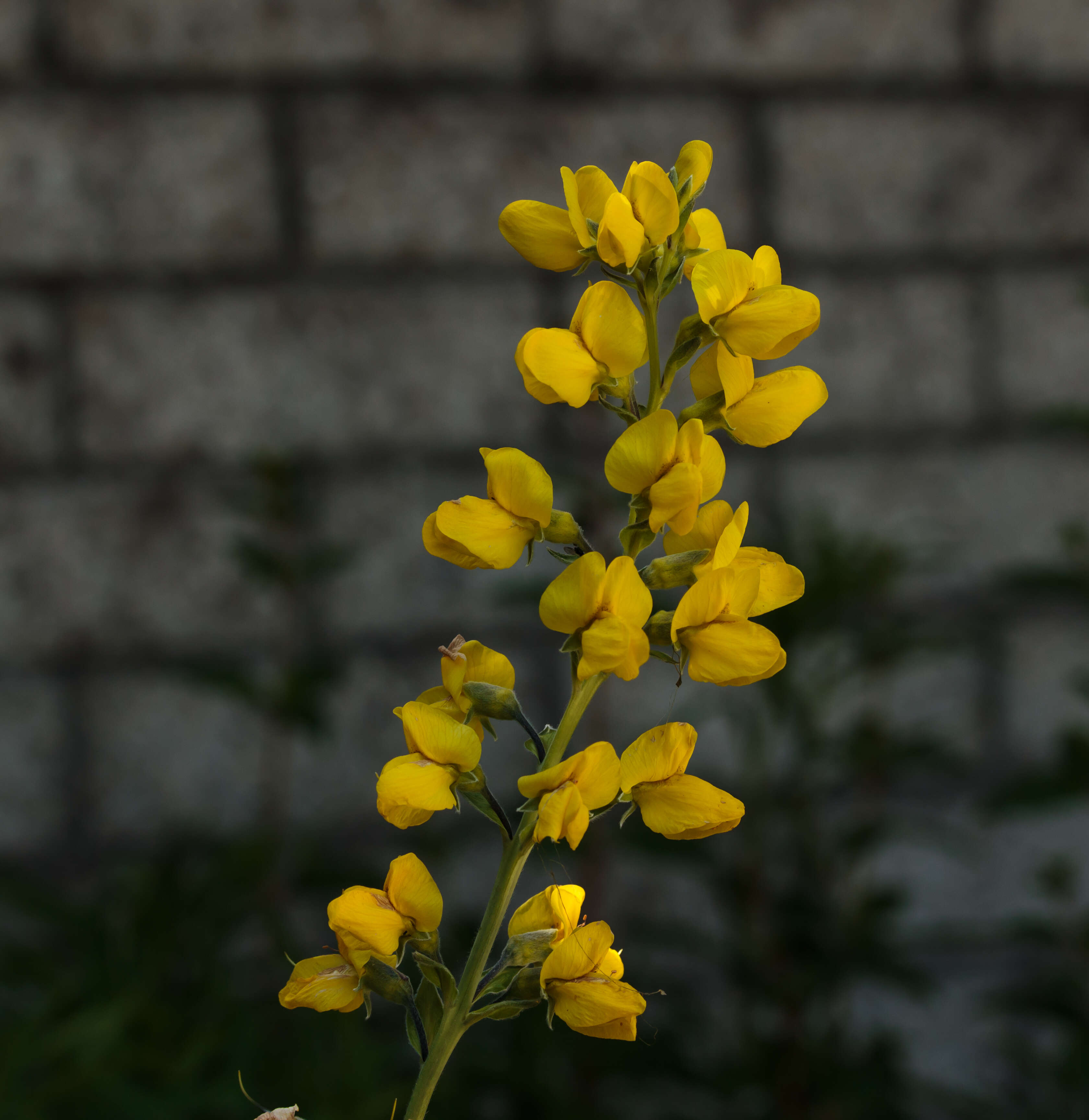 Image of Thermopsis lanceolata R. Br.