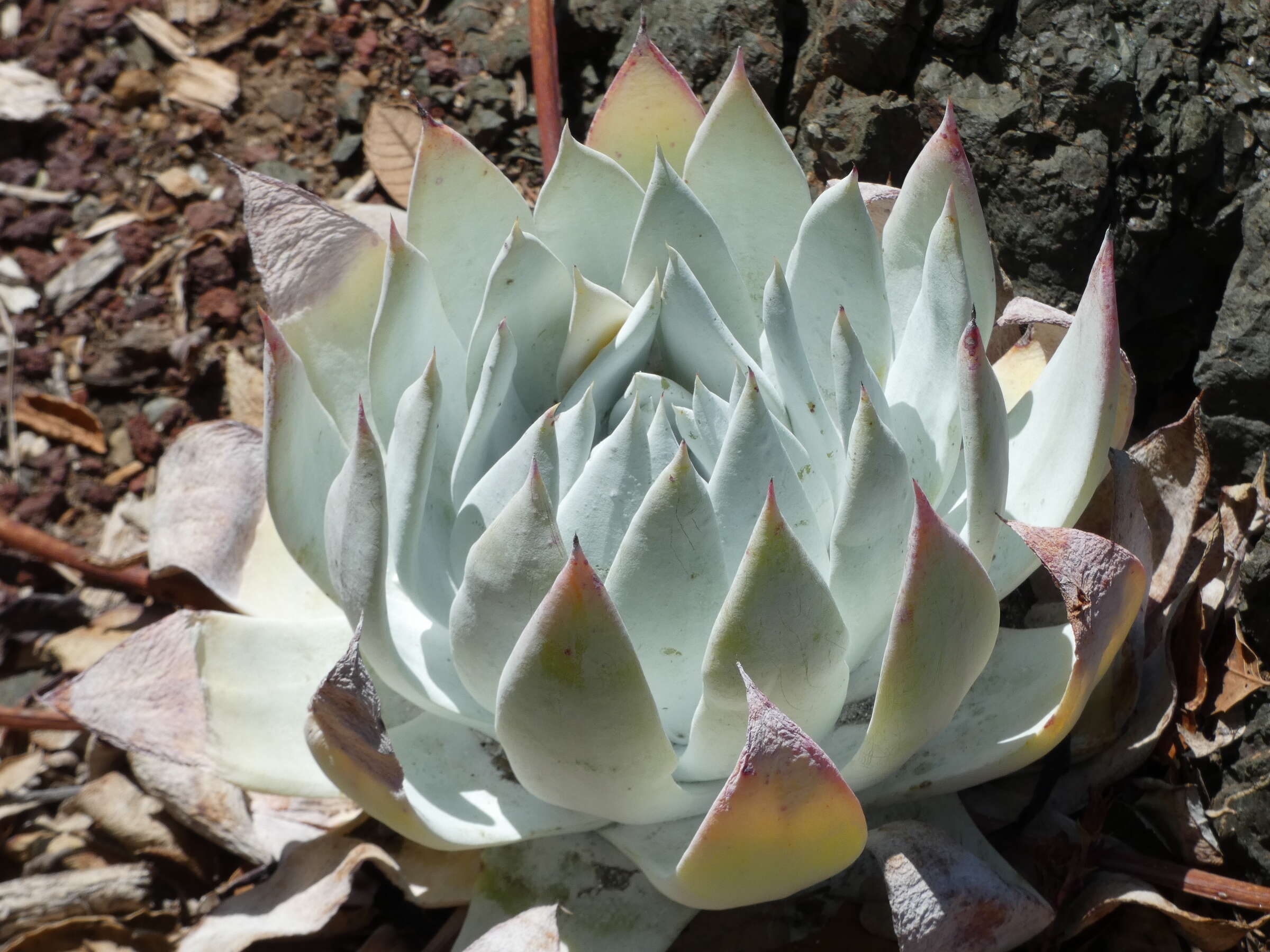 Image of Dudleya brittonii Johansen