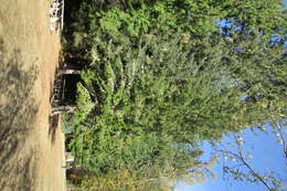 Image of western hemlock