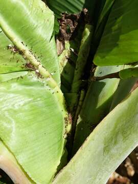 Image of Banana aphid