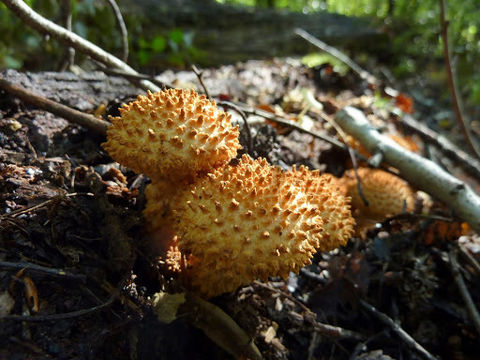 Image of <i>Pholiota squarrosa</i>