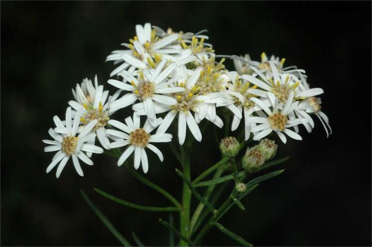 Image of swamp daisy-bush