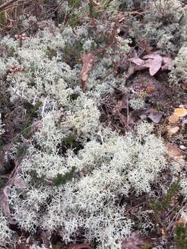 Image of Reindeer lichen