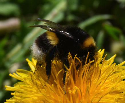 18.https www inaturalist org photos 1913000.580x360